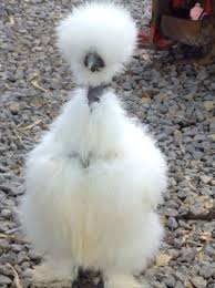 S p o 9 n s o r l d e 4 t d 0 w 0 v p b. Silkie Silkie Serama Hatching Eggs 9 Poultry Livestock Supplies