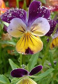 Pansies Rain Dew Morning Sun 015 Beautiful Flowers Pansies Amazing Flowers