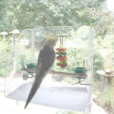 Best Bird Feeders For Small Birds Only Pet Birds Nz Pet Birds Gold Coast Pet Bird Cage Cockatiel Pet Birds
