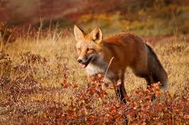 Red Fox | Wildlife Illinois