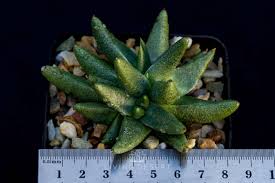 Image result for Nananthus