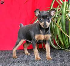 See full list on dobermanplanet.com Miniature Pinscher Puppies For Sale Greenfield Puppies