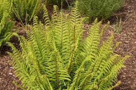 Image result for Oldenlandia affinis