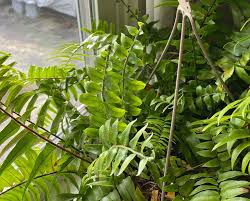 Image result for Nephrolepis biserrata