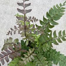 Image result for Didymochlaena truncatula