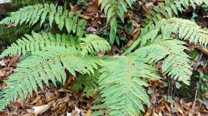 Image result for Arachniodes webbiana