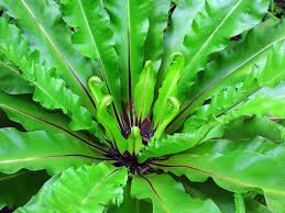 This epiphytic plant isn't just pretty, though. Birds Nest Fern Not Just For The Empty Nesters Steemkr