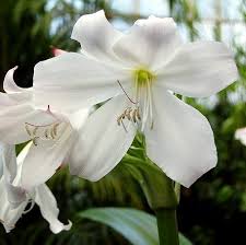 Image result for Crinum moorei