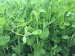 Image result for Lathyrus hirsutus
