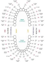 Updated Dental Tooth Numbering Chart With Multiple Systems