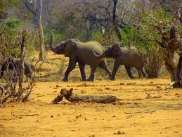 Image result for Androstachys