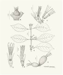 Image result for Sabicea