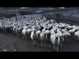 Koyun Kangal Akkaraman Koyunu Sabah Ictimasindan Sonra Meraya Otlamaya Gidiyor Youtube In 2020 Animals Dairy Farms Sabah