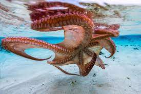 1x The Octopus Underside By Barathieu Gabriel Octopus Mermaid Photography Ocean Creatures
