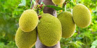 How To Grow Jackfruit Trees At Home