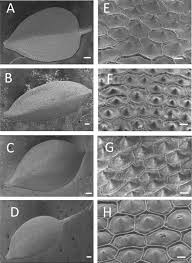 Image result for Carex bequaertii