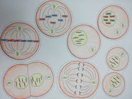 Mitosis Mitosis Mitosis Activity Color Worksheets