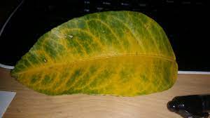 The leaves are green and it seems to be doing well, so it probably will just take time until it blooms again. Posts Tagged Lemon Glenn Master Gardeners