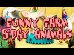 An Animal Farm Goes Completely Out Of Whack When A Birthday Bomb Is Dropped Use It To Wish Happy Birthday Animals Funny Happy Birthday Animals Animal Birthday