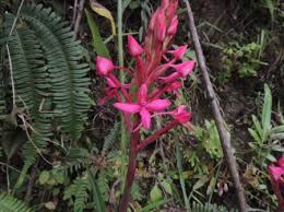 Image result for Disa eminii