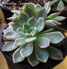 Rosa Del Marmol Planta Suculenta Del Genero Echeveria Plantas Suculentas Suculentas Tipos De Plantas Suculentas