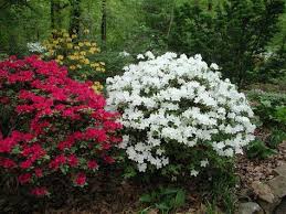Rhododendron Girard S Pleasant White Google Search Japanese Water Gardens Azaleas Landscaping Outside Flower Ideas