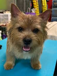 Learning handstripping techniques for Norwich terriers
