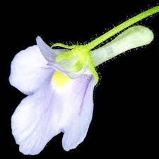 Image result for Genlisea africana