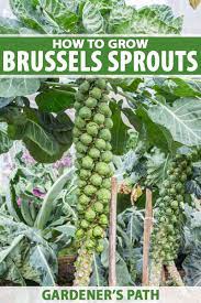Throw sautéed brussels sprouts from delish.com on the dinner table in under 20 minutes. How To Grow Brussels Sprouts Gardener S Path