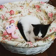 Eksi Duyuru Gece Uyumayan Gunduz Yalniz Kalan Ve Kum Yiyen Kedi Yavrusu