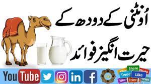 Health benefits of camel milk include its ability to prevent diabetes, boost immunity, stimulate blood circulation, lessen allergic reactions, and promote body growth. Pin On Tib E Nabvi