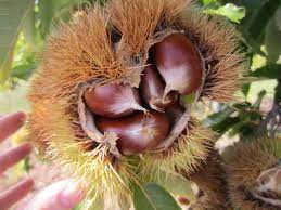 Horse chestnut trees are much more than just conkers in autumn. What S The Difference Between Horse Chestnuts And Sweet Chestnuts Chestnuts