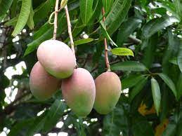 Since then we have successfully mail ordered fruit trees along with many other plants. Here S How Hawaii Celebrates Its Favorite Seasonal Fruit