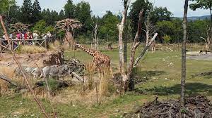 tagesausflug zoo zurich stressfrei mit railaway miss broccoli