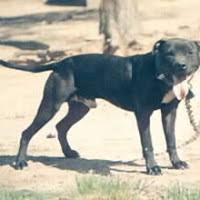 Our focus is on american pit bull terrier pedigrees and we would appreciate it to also host american pit bull terrier pedigrees reaching back to the very beginning. Wildside S Dirty Buckskin Pitpedia