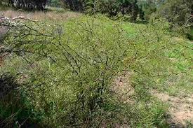 Image result for Digitaria velutina