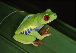 Click the red eyed tree frog coloring. Red Eyed Tree Frog Care Sheet Red Eyed Tree Frog Whites Tree Frog Tree Frogs