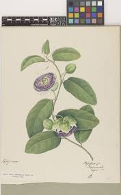 Image result for Faroa involucrata