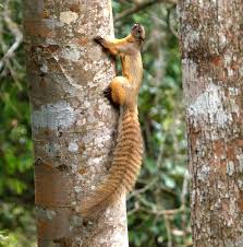 This subfamily has no tribes and one genus. The Cream Colored Giant Squirrel Has An Unusual Eating Habit Description From Newsforsquirrels Blogspot Nl I Searche Giant Squirrel Squirrel Species Squirrel
