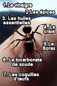 Invasion De Fourmis Les Meilleurs Ingredients Pour Les Chasser Movie Posters