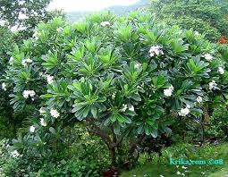 Frangipani Tree Urban Garden Garden Landscape Design Tropical Garden