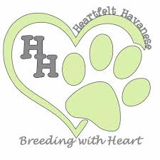 Serving the upstate south carolina and more with quality havanese and havapoo puppies. Heartfelt Havanese Facebook