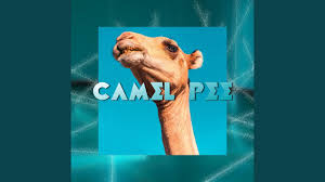 Muslim advocacy for drinking camel urine is back in the news, this time in connection with coronavirus, which is especially ironic if not deadly, as will be the video, which has since gone viral, also depicted him drinking a glass of freshly procured camel urine—which he enthused was best drunk fresh and. Camel Pee Youtube
