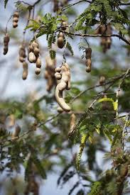 Image result for Tamarindus