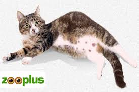 Kedi Memesi