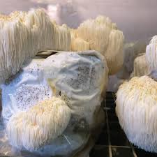 Proponents claim that lion's mane can help with a variety of health problems, including: Lions Mane 8 Block Ready To Fruit Mushroom Set