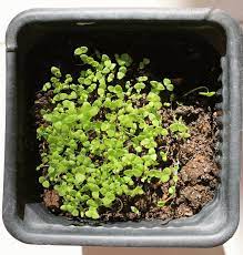 How Fast Do Petunias Grow Garden Tabs