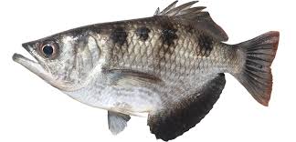 They shoot arrows of water at their prey, hence their name. Archer Fish Nt Gov Au