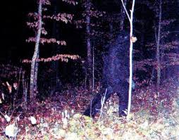 Sasquatch watch: Camera near hunting shack captures strange creature | MPR  News