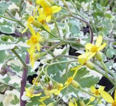 Image result for Senecio deltoideus